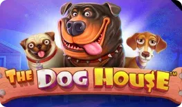 Dudespin Casino – The Dog House